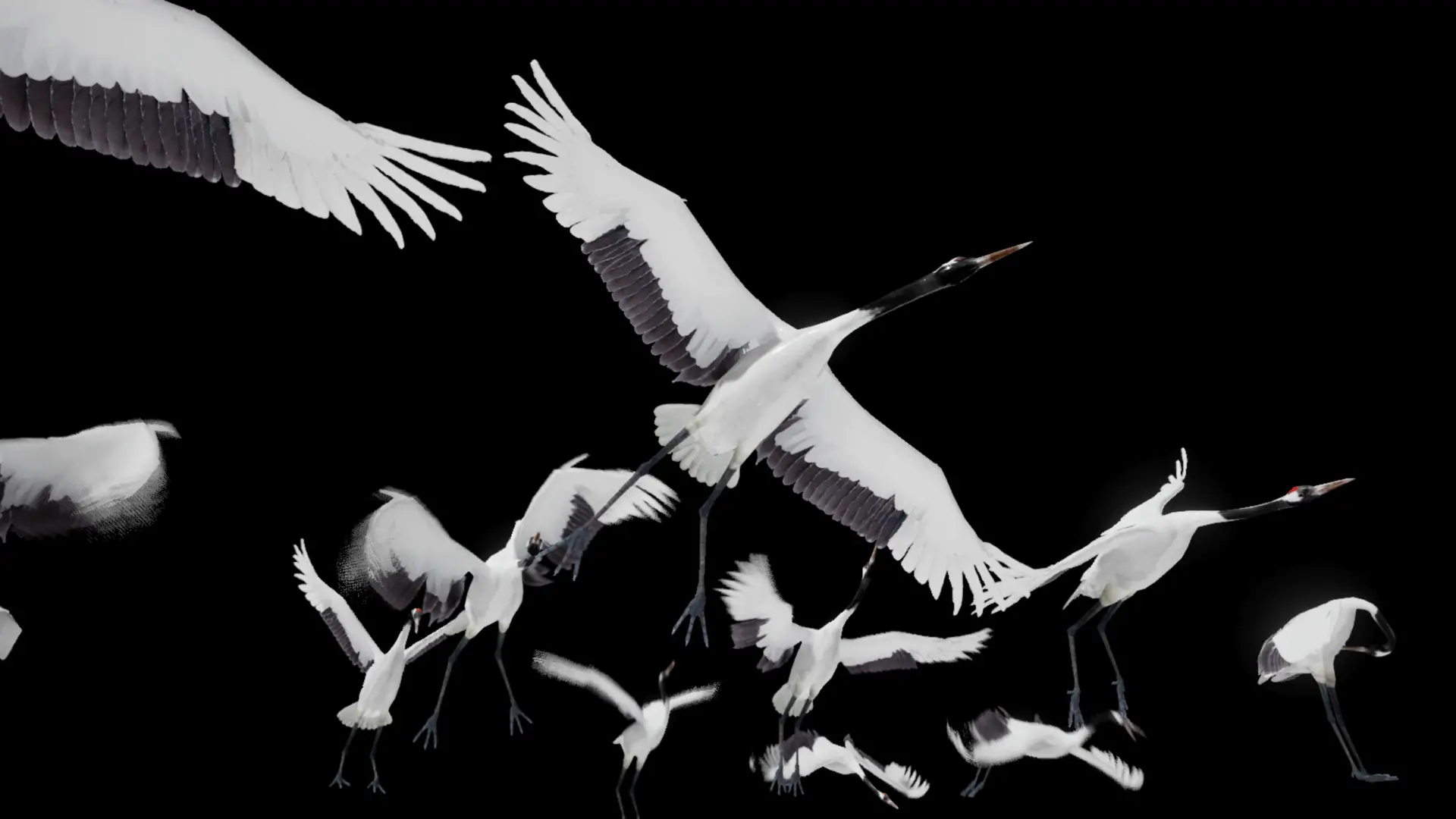 【UE4/5】丹顶鹤 – Red Crowned Crane